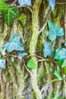 schöne grüne Efeu-Kletterpflanze klettert auf einen Baum. foto