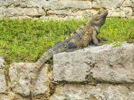 leguan auf felsen tulum ruinen maya-stätte tempelpyramiden mexiko. foto