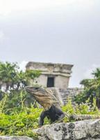 leguan auf felsen tulum ruinen maya-stätte tempelpyramiden mexiko. foto