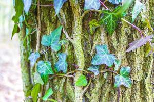 schöne grüne Efeu-Kletterpflanze klettert auf einen Baum. foto