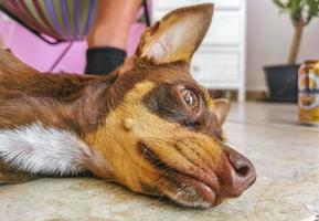 russisches toy terrier hundeporträt, während es müde ist und schläft mexiko. foto