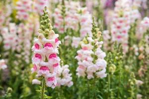 Antirrhinum Majus Blume. foto