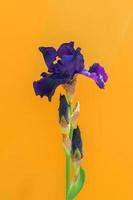 schöne blaue irisblume auf gelbem hintergrund mit kopienraum. Sommerblüte foto