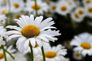 Kamille Blumen Tee Sommer weißes gelbes Feld, natürlicher Hintergrund. foto