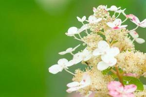 weiße Hortensienblüte blüht auf grünem Hintergrund. foto