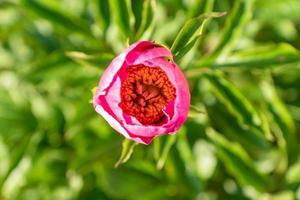 schöne rosa pfingstrosenblumen im garten. foto