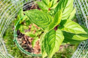 Draufsicht auf junge Hortensie, umgeben von Schutzgitter. Gartenkonzept. foto