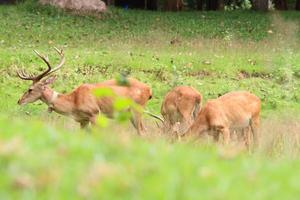Hirschherde in Wiesenszene am Wald, Thailand foto