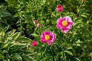 Rosa blühender Pfingstrosenbusch im Garten foto