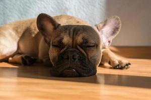 Porträt eines entzückenden französischen Bulldoggenhundes, der allein auf dem Boden schläft foto