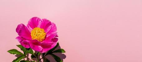 schöne Blumenkomposition aus Pfingstrosen. rosa pfingstrosenblume auf pastellrosa hintergrund. flache Lage, Draufsicht, Kopierraum, Banner foto