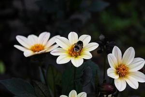 Augenzwinkern Dahlie Blumenhintergrund. schöne weiße Blumen mit dunklen Blättern im Garten foto