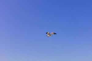 Möwe im klaren blauen Himmel. fliegender Vogel foto