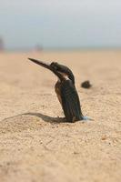 schwarzer kleiner Vogel an einem Strand in Vietnam. foto