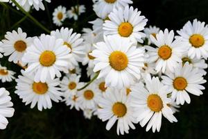 Kamille Blumen Tee Sommer weißes gelbes Feld, natürlicher Hintergrund. foto