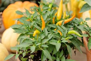 Neben Kürbissen wachsen beim Erntedankfest kleine orangefarbene Jalapenopfeffer in Tontöpfen. Bio-Gemüse anbauen foto