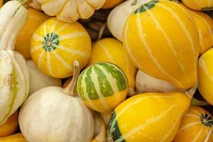 Herbst Kürbis Hintergrund. Nahaufnahme von Mini-Kürbisse am Bauernmarkt foto