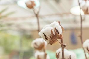 Blumenstrauß aus Baumwollzweigen. Trockenblumen für die Innendekoration foto