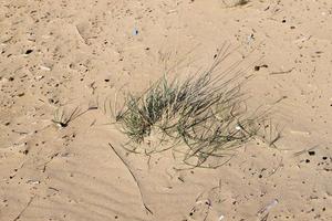 grüne Pflanzen und Blumen wachsen auf dem Sand in der Wüste. foto