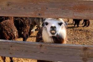 Alpakas auf einer Farm in der Negev-Wüste. foto