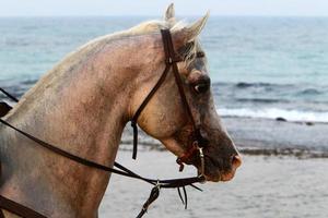 Hauspferde in einem Stall in Israel. foto