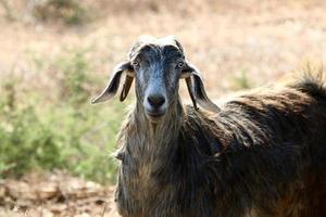 Ziegen leben in einem Naturschutzgebiet in der Negev-Wüste. foto