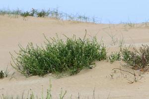 grüne Pflanzen und Blumen wachsen auf dem Sand in der Wüste. foto