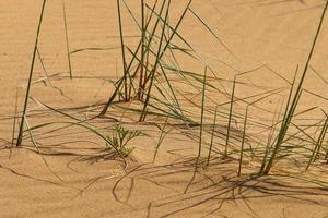 grüne Pflanzen und Blumen wachsen auf dem Sand in der Wüste. foto