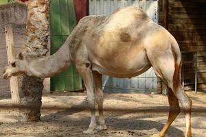 Ein Höckerkamel lebt in einem Zoo in Israel. foto