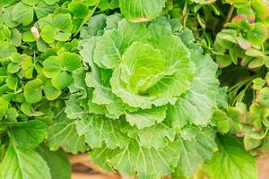 Draufsicht auf Zierkohl, grüner natürlicher Hintergrund foto