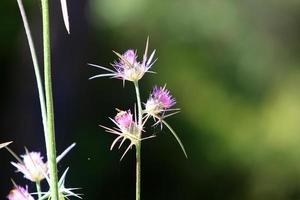 Sommerblumen in einem Stadtpark im Norden Israels. foto