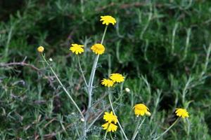 Sommerblumen in einem Stadtpark im Norden Israels. foto