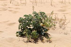 grüne Pflanzen und Blumen wachsen auf dem Sand in der Wüste. foto