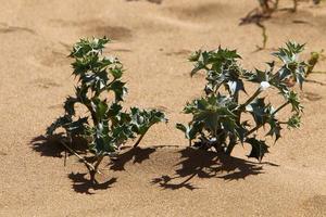 grüne Pflanzen und Blumen wachsen auf dem Sand in der Wüste. foto