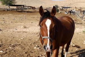 Hauspferde in einem Stall in Israel. foto