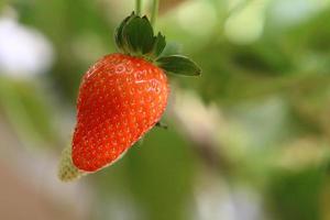 Erdbeeren wachsen in einem Kibbutz in Israel. foto