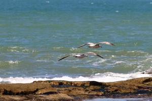 vögel am himmel über dem mittelmeer. foto