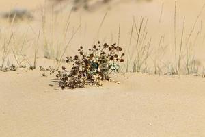 grüne Pflanzen und Blumen wachsen auf dem Sand in der Wüste. foto