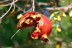 Granatäpfel auf einem Baum in einem Stadtpark. foto