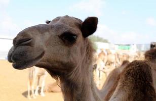 Ein Höckerkamel lebt in einem Zoo in Israel. foto