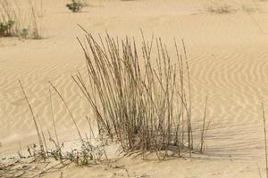 grüne Pflanzen und Blumen wachsen auf dem Sand in der Wüste. foto