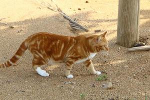 Die Hauskatze ist ein Säugetier aus der Familie der Raubkatzen. foto