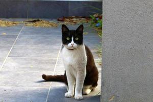 Die Hauskatze ist ein Säugetier aus der Familie der Raubkatzen. foto
