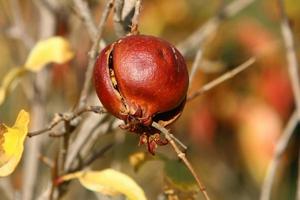 Granatäpfel auf einem Baum in einem Stadtpark. foto