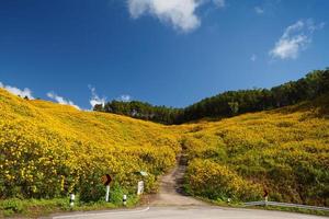 Die Straße zum Feld des mexikanischen Sonnenblumenkrauts auf dem Berg, Provinz Mae Hong Son, Thailand.