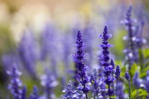 Lavendelblüten, Nahaufnahme, selektiver Fokus foto