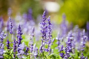 Lavendelblüten, Nahaufnahme, selektiver Fokus foto