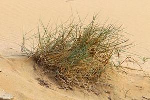 grüne Pflanzen und Blumen wachsen auf dem Sand in der Wüste. foto