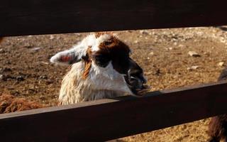 Alpakas auf einer Farm in der Negev-Wüste. foto