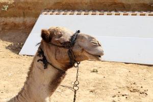 Ein Höckerkamel lebt in einem Zoo in Israel. foto